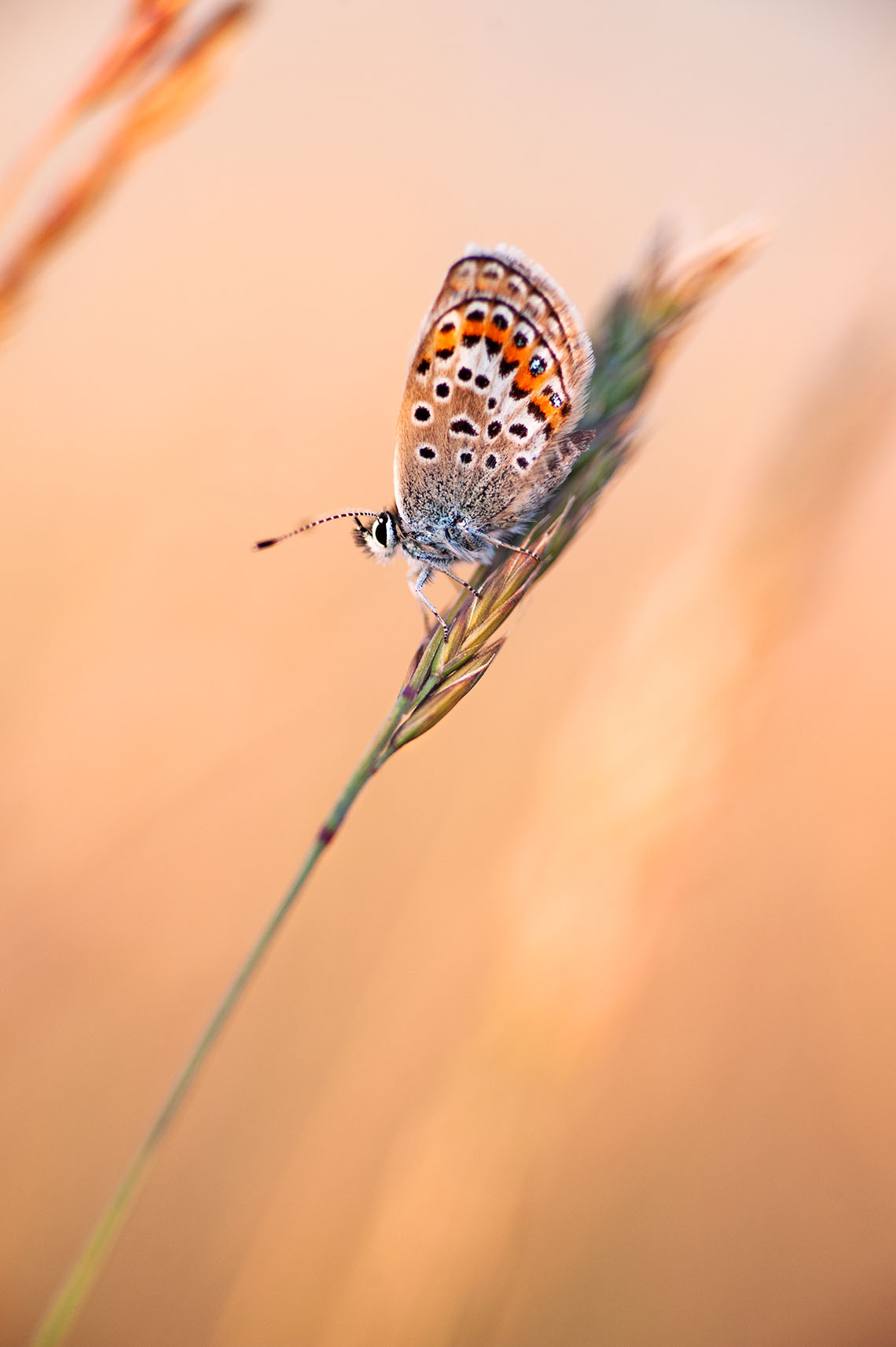 Macro fotografia farfalla su un filo d'erba